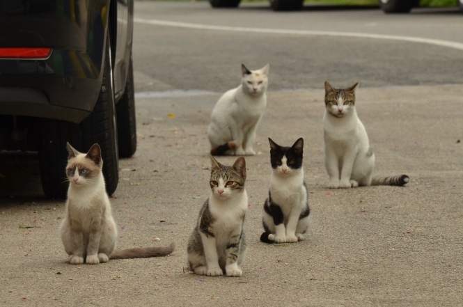 День кота в Європі: наймиліші світлини котиків-муркотиків (ФОТО) - фото №19