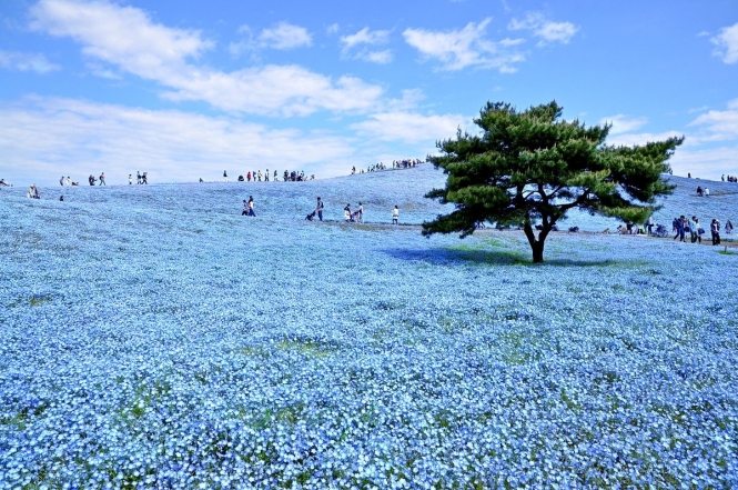 Парк з блакитними квітами в Японії