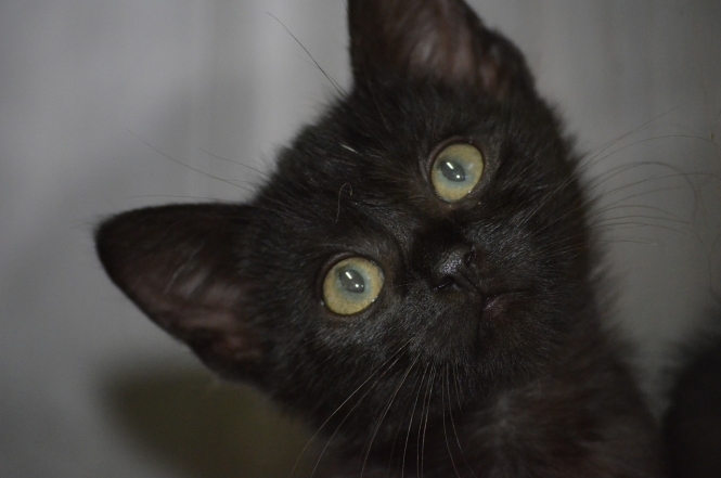 Міжнародний день чорного кота: фото найкрасивіших пухнастиків такої масті - фото №5