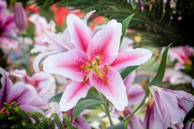 Насолода з екрану: перші квіти літа — розкіш природи (ФОТО) - фото №21