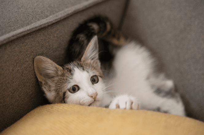 Милые и смешные фото кошек