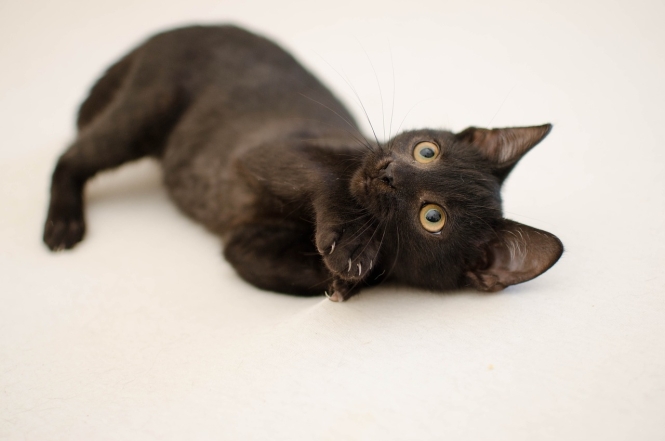 Міжнародний день чорного кота: фото найкрасивіших пухнастиків такої масті - фото №3
