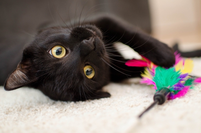 Международный день черного кота: фото самых красивых пушистиков такой масти - фото №14