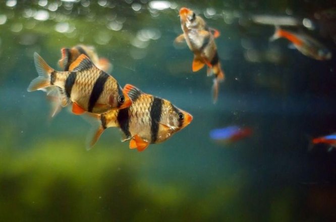 Первые рыбки для аквариумистики