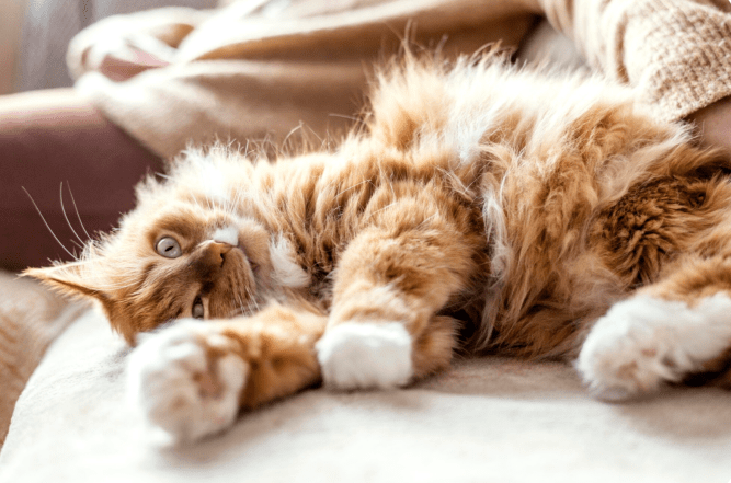 Милые и смешные фото кошек