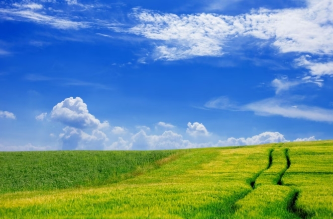 Свобода і натхнення — відчуйте прилив сил, милуючись літніми полями (ФОТО) - фото №2