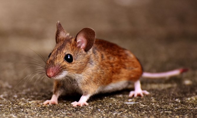 Мыши будут вылетать из дома как ошпаренные: секретный метод с носками, работающий даже в сильные морозы