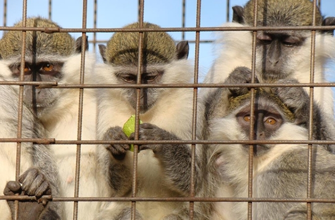 Зоопарки на карантине: как проходит жизнь у животных и скучают ли они по посетителям (ФОТО) - фото №4