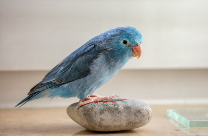 Звонкие и яркие: фотографии попугаев, которые не оставят никого равнодушными (ФОТО) - фото №18