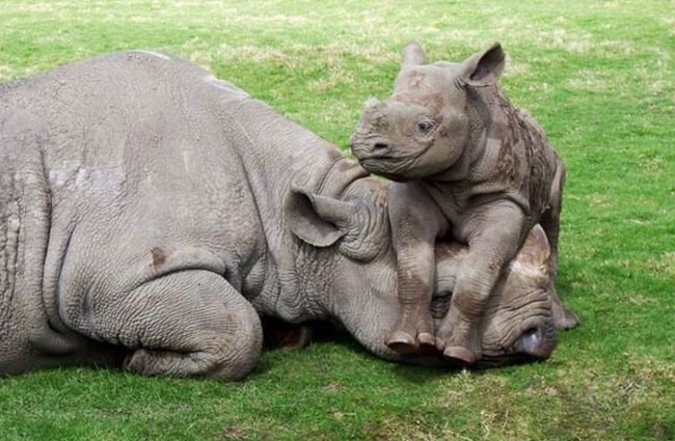 Милые фото носорогов