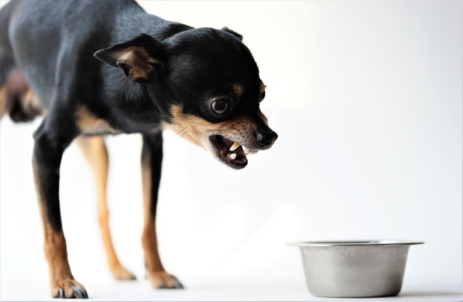 Как отучить собаку гавкать пока готовишь еду