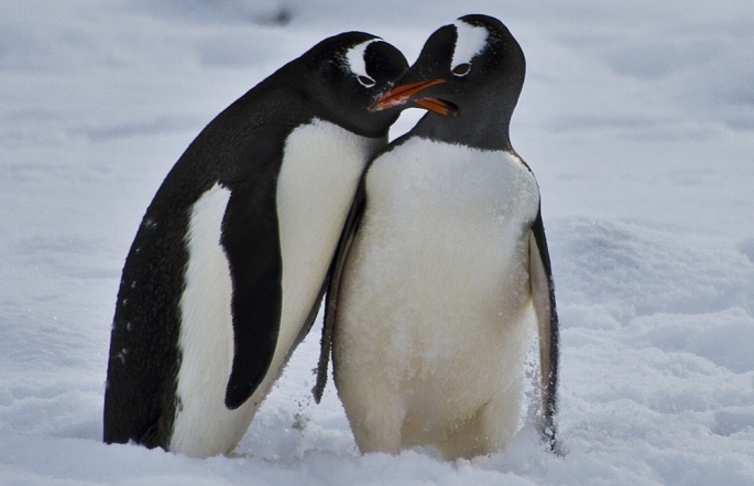 Пінгвіни миле фото