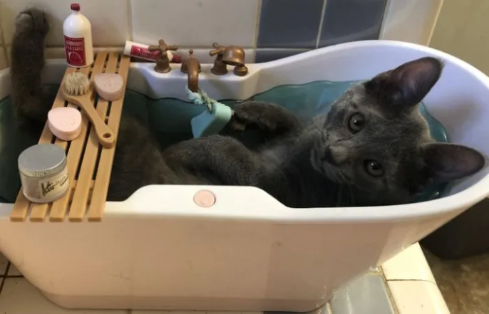 Милые и смешные котики — фото для хорошего настроения