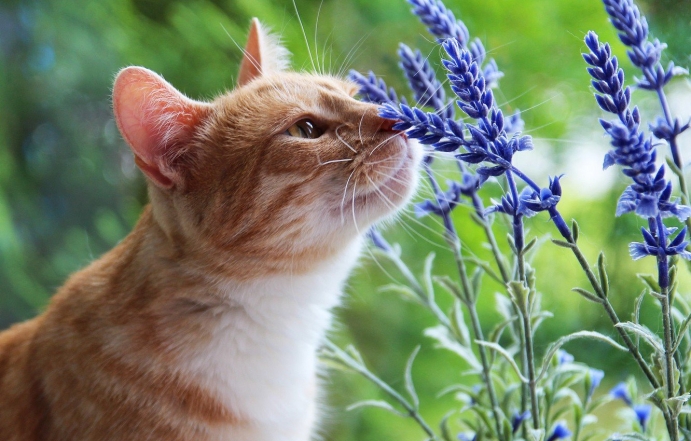 Кот нюхает цветы, фото