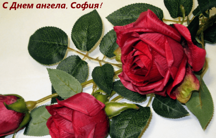 с днем ангела софия