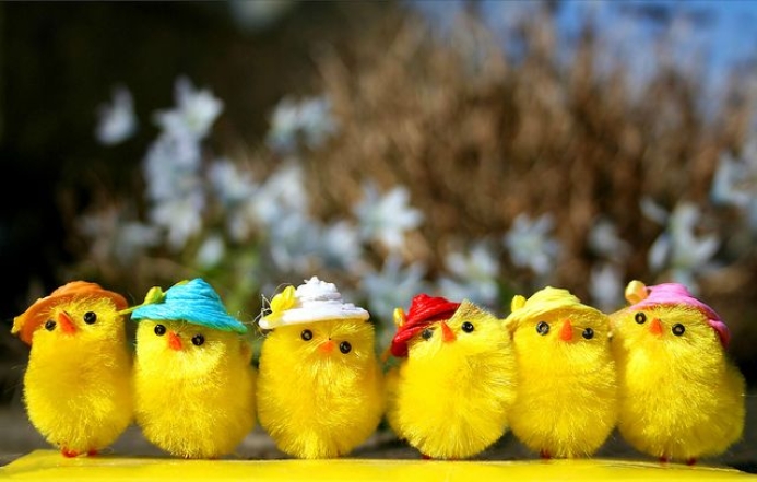 Маленькие игрушечные желтые цыплята на Пасху в шляпах, фото