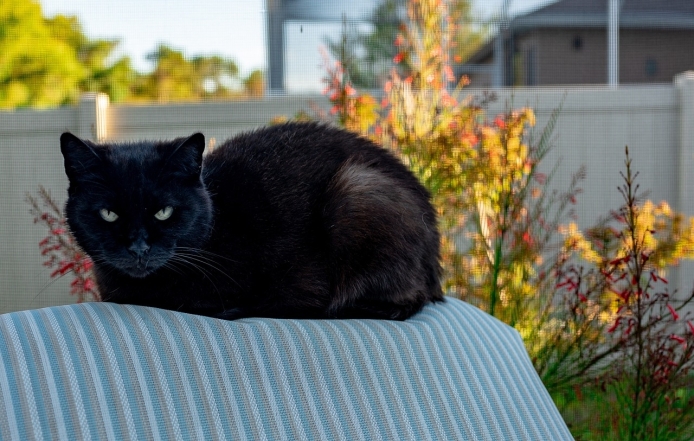 Международный день черного кота: фото самых красивых пушистиков такой масти - фото №6
