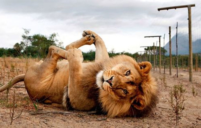 Фото лева, який позує на камеру