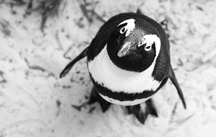 Фото милих пінгвінів