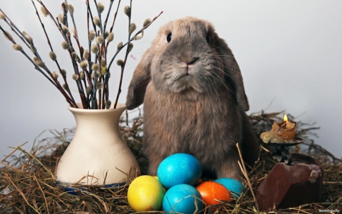 На фото раскрашены яйца и заяц.