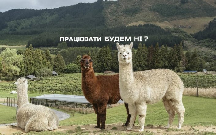 Які шпалери з мемами поставити на телефон