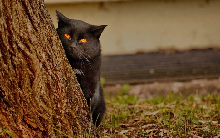 Гарне фото чорного кота