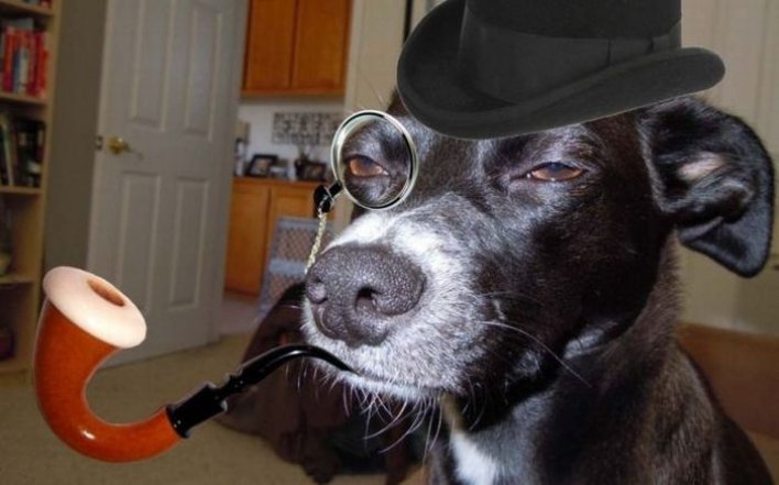 Як собаки проявляють свої емоції