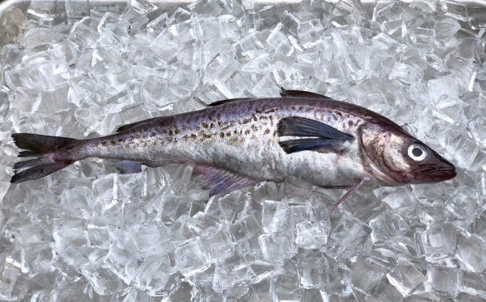 Смак буде, наче у ресторані: секрети приготування риби мінтай (РЕЦЕПТ) - фото №1