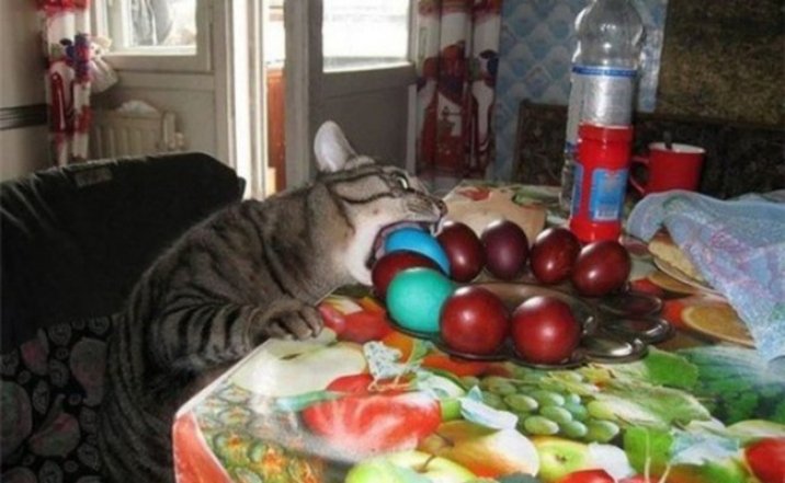 Смешные картинки и шутки о яйцах