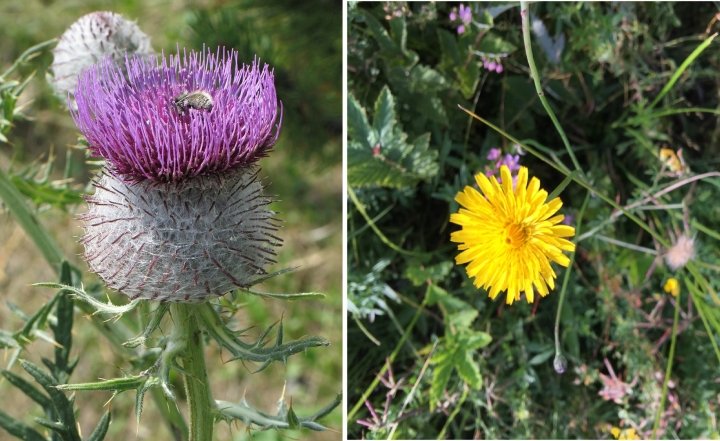 Как выглядит осот полевой сорняк, чем полезен на огороде