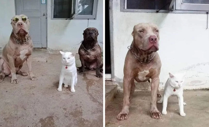 Як собаки проявляють свої емоції