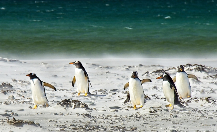 Пингвины бегут, фото