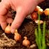 Помилка зменшить урожай: як зрозуміти, що можна садити цибулю