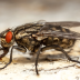 Жодна муха не пролетить: 5 трав, які будуть на варті вашого спокою