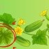 Що дати огіркам, якщо листя пожовтіло: за 2 доби кущі будуть як новенькі!