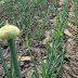 Главная луковая ошибка мая: почему культура массово пускает стрелки