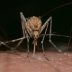 Жодного комара у радіусі десятків метрів ви не побачите: 3 ефективних народних засоби