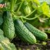 Секрет натурального биостимулятора, благодаря которому огурцы плодоносят без перерыва весь сезон, раскрыт