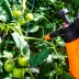 Чим врятувати помідори, якщо постійно йдуть дощі: захистіть врожай від фітофтори