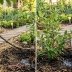 2 эффективных лайфхака, как напоить деревья или кусты в ваше отсутствие: советы для отпуска