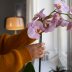 Поставите на це вікно - і орхідея зачахне: як обрати місце для красуні