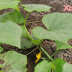 Як підгодувати “ліниві” огірки, які не дають зав’язей: лайфхак, що забезпечить вам урожай