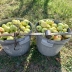 Чи можна класти яблука в компост: помилка недосвідчених дачників може коштувати річного врожаю