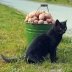 Важный прием при выращивании картофеля: что нужно сделать, если хотите дождаться урожая