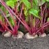 Ошибка, из-за которой свекла перестает расти: стоит ли обрывать ботву, чтобы плоды росли крупными?