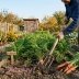Не поспішайте діставати лопату: коли насправді треба викопувати моркву, щоб вона не згнила до весни
