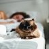 Как на самом деле относится к вам кот, если ложится спать рядом
