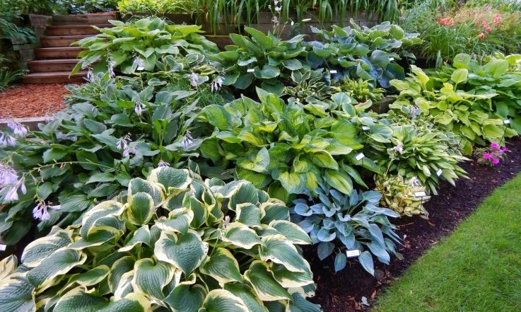 хосты в саду