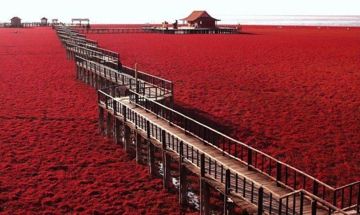 Червоний пляж у Китаї фото