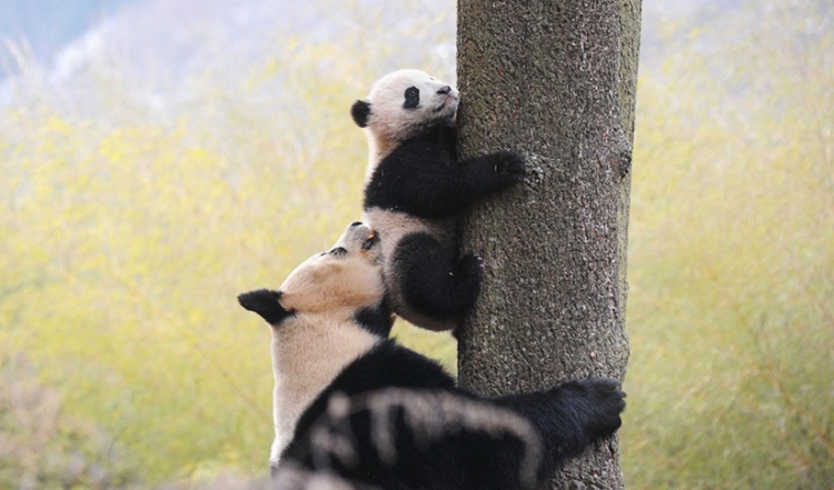 Милое фото панды мамы и ребенка
